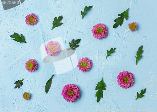 Image of Pink chrysanthemums on a blue background.