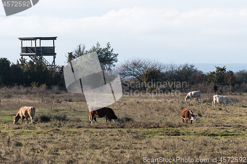 Image of Birdwatching tower and grazing cattle