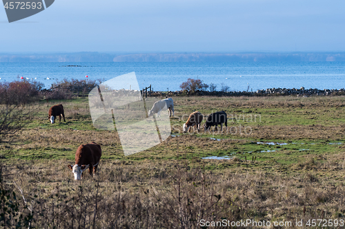 Image of Herd with grazing cattle by a coastal grassland