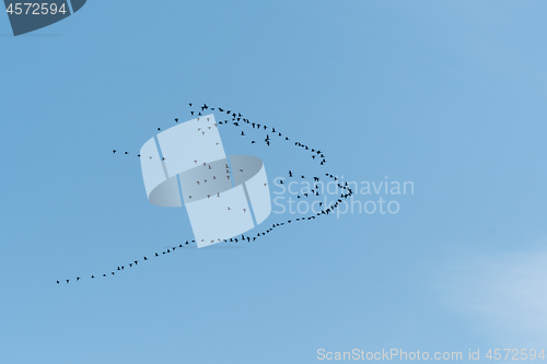 Image of Flock with migrating geese