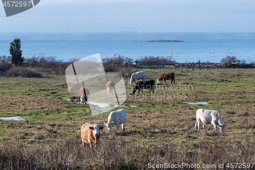 Image of Grazing cattle in a coastal grassland