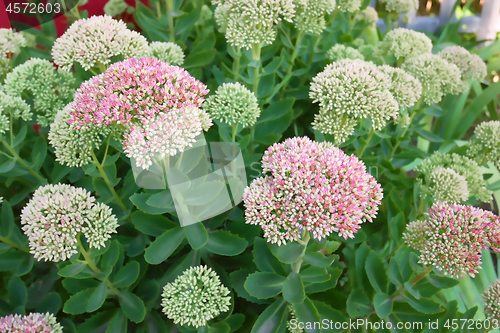 Image of Flowers with large pink inflorescence on flowerbed