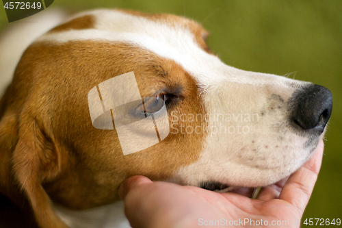 Image of Cute dog muzzle