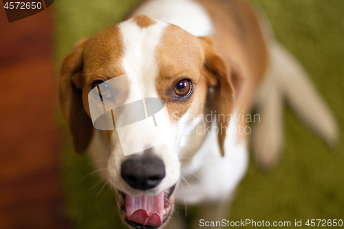 Image of Cute dog muzzle