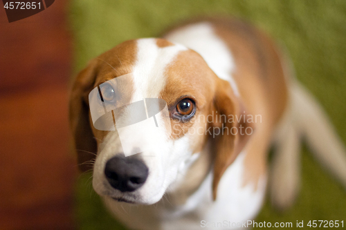 Image of Cute dog muzzle