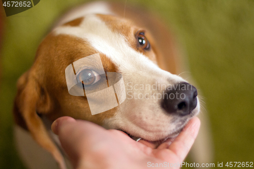 Image of Cute dog muzzle