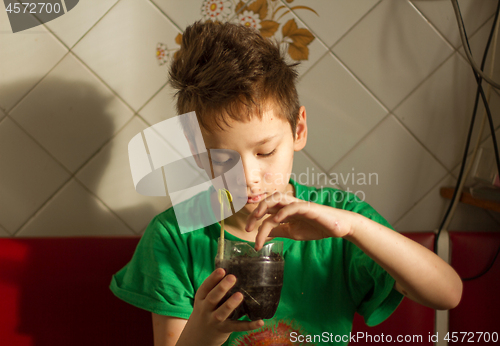 Image of Boy with chickenpox grow plant