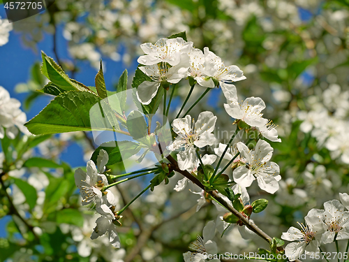 Image of Cherry Flowering in April