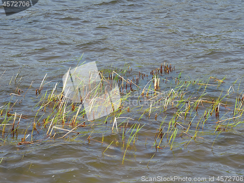 Image of Green young shoots of reeds sprout from the water surface