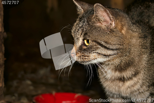 Image of Grey tabby at night