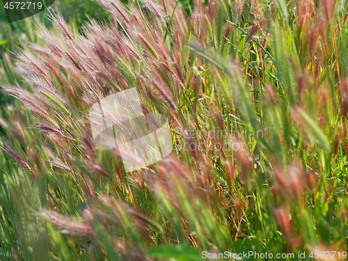 Image of Cereal plants with reddish color ears flutter in the wind