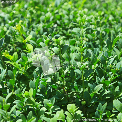 Image of Griselinia leaves close-up