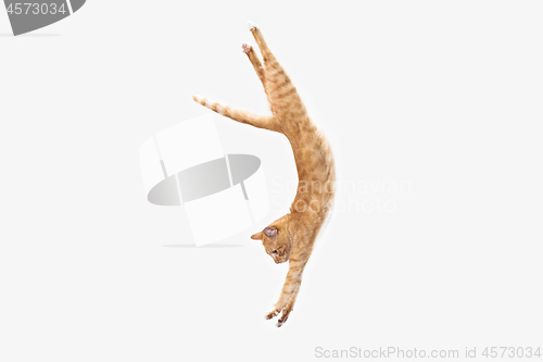 Image of red cat on a white background