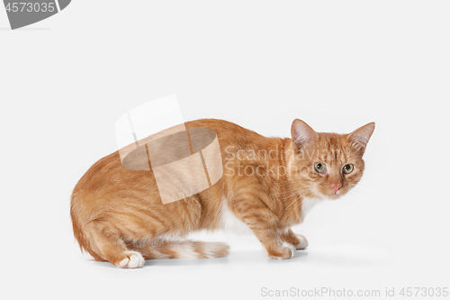 Image of red cat on a white background