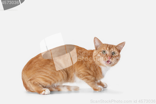 Image of red cat on a white background