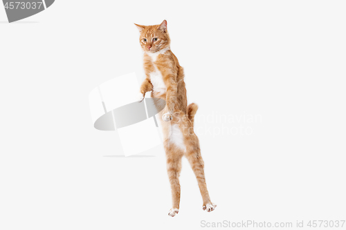 Image of red cat on a white background