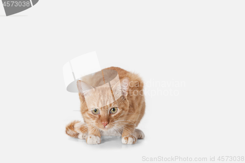 Image of red cat on a white background