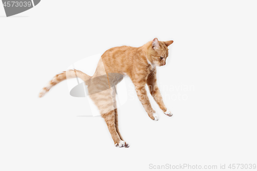 Image of red cat on a white background