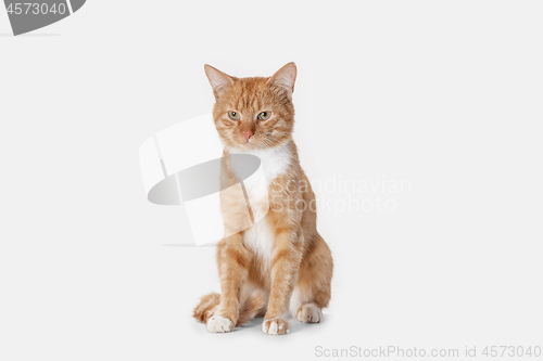 Image of red cat on a white background