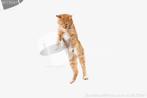 Image of red cat on a white background