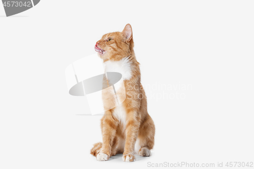 Image of red cat on a white background