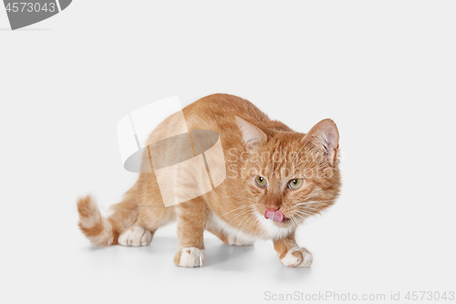 Image of red cat on a white background