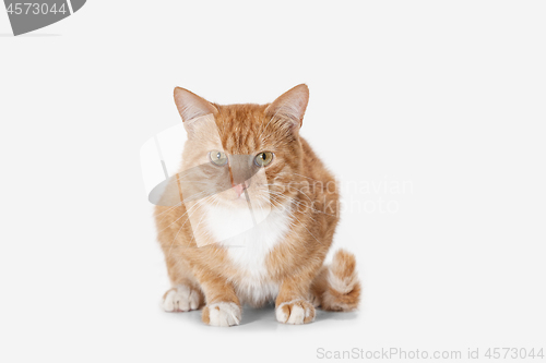 Image of red cat on a white background