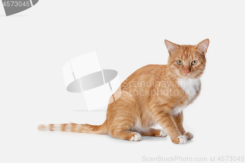 Image of red cat on a white background