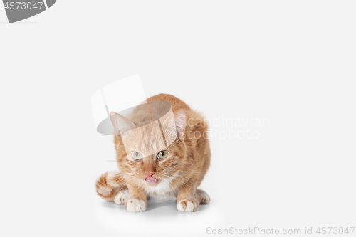 Image of red cat on a white background