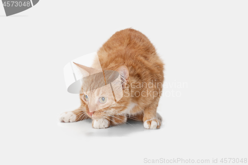 Image of red cat on a white background