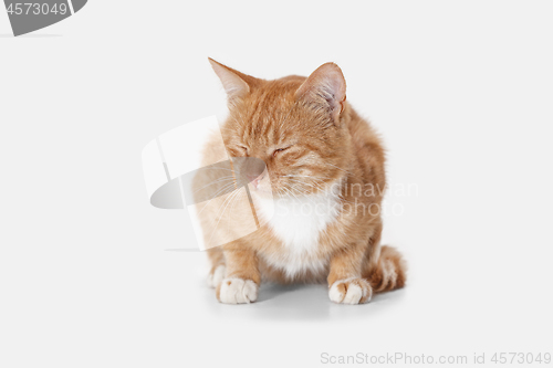 Image of red cat on a white background