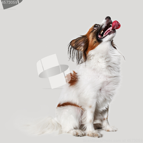 Image of Studio portrait of a small yawning puppy Papillon