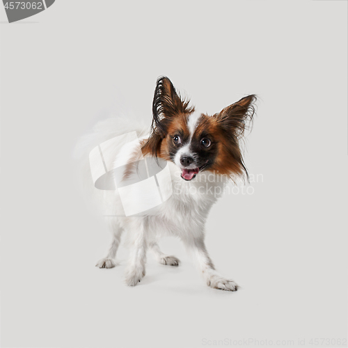 Image of Studio portrait of a small yawning puppy Papillon