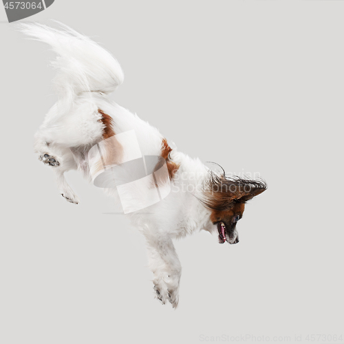 Image of Studio portrait of a small yawning puppy Papillon