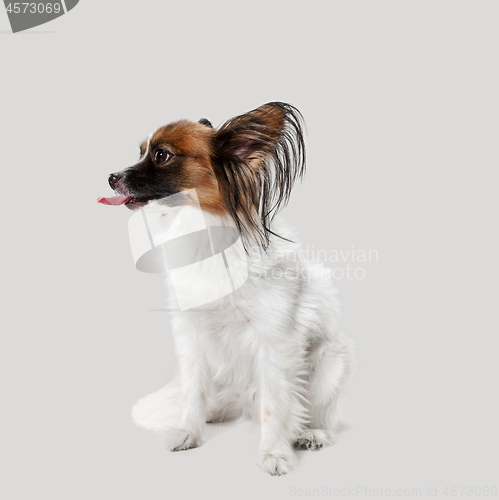 Image of Studio portrait of a small yawning puppy Papillon