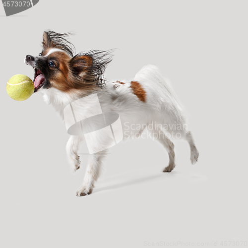 Image of Studio portrait of a small yawning puppy Papillon