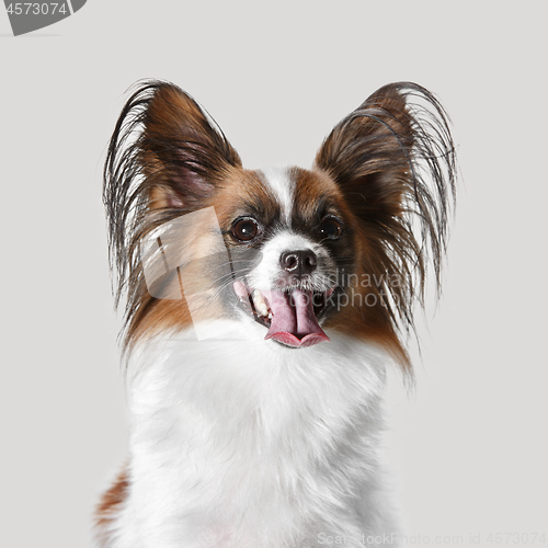 Image of Studio portrait of a small yawning puppy Papillon