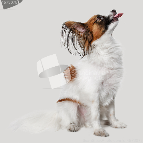 Image of Studio portrait of a small yawning puppy Papillon