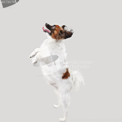 Image of Studio portrait of a small yawning puppy Papillon