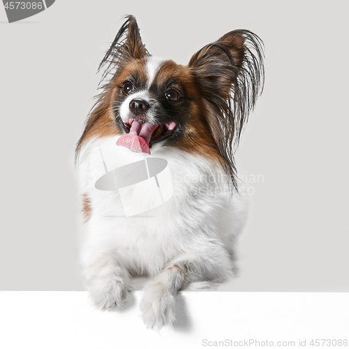 Image of Studio portrait of a small yawning puppy Papillon