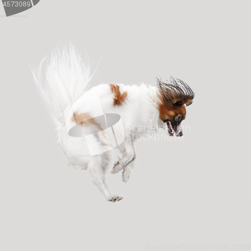 Image of Studio portrait of a small yawning puppy Papillon