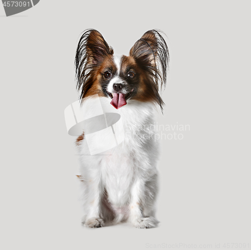 Image of Studio portrait of a small yawning puppy Papillon