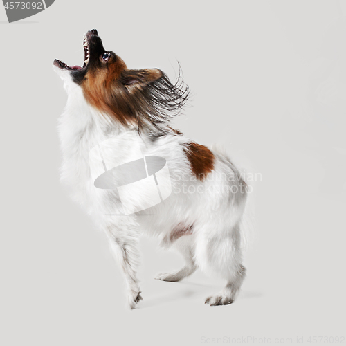 Image of Studio portrait of a small yawning puppy Papillon