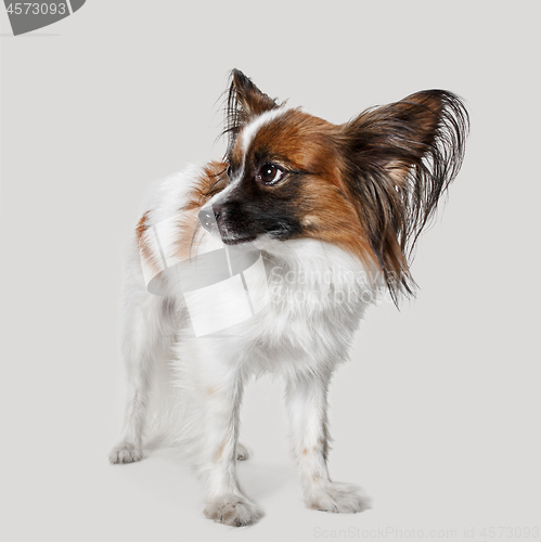 Image of Studio portrait of a small yawning puppy Papillon