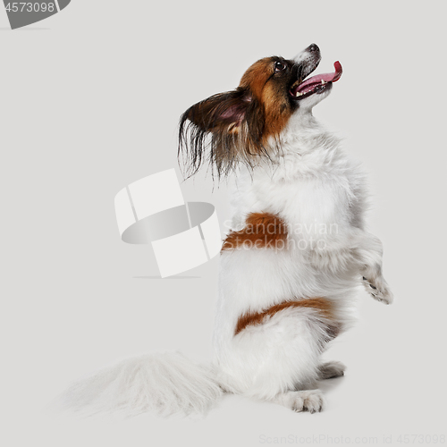 Image of Studio portrait of a small yawning puppy Papillon