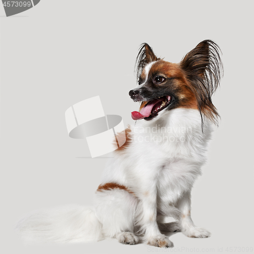 Image of Studio portrait of a small yawning puppy Papillon