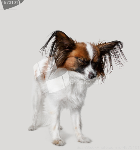 Image of Studio portrait of a small yawning puppy Papillon