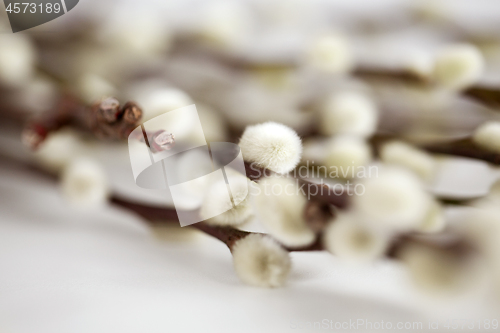 Image of close up of pussy willow branches on white