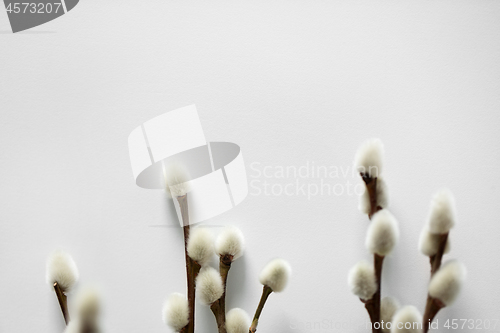 Image of close up of pussy willow branches on white