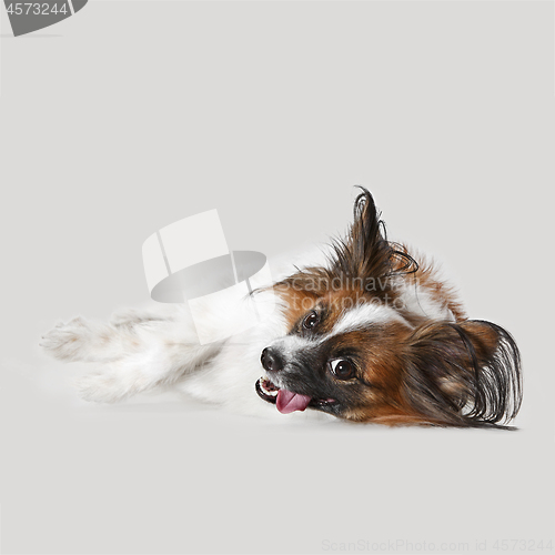 Image of Studio portrait of a small yawning puppy Papillon